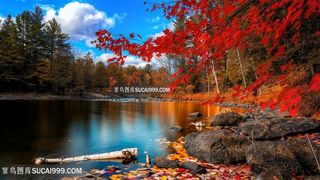 湖畔树林美景壁纸