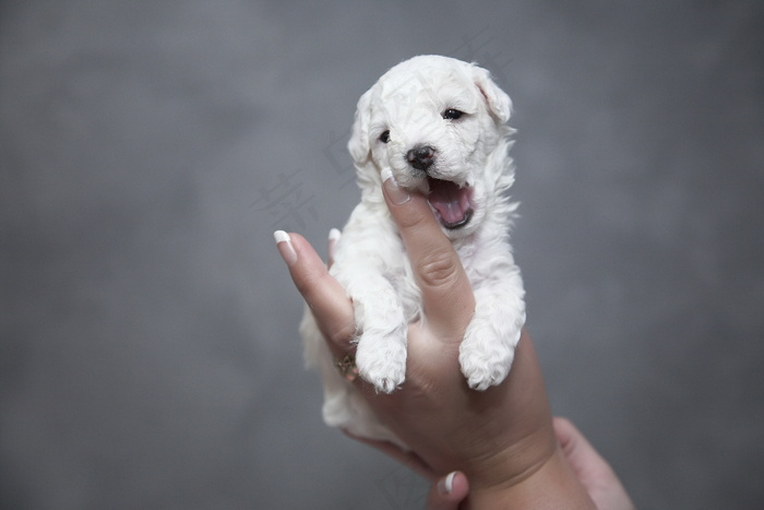 白色幼犬图片