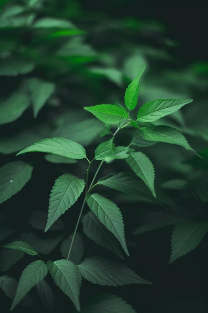 简约树叶清新绿色大气摄影背景