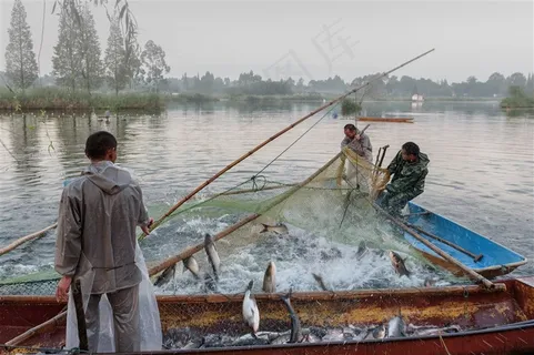 湖泊收网打鱼
