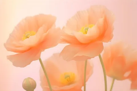 鲜花粉色唯美意境摄影