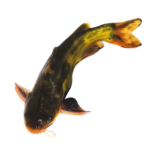 鱼类(107)海鲜超市商品红酒白底图免抠实物摄影png格式图片透明底