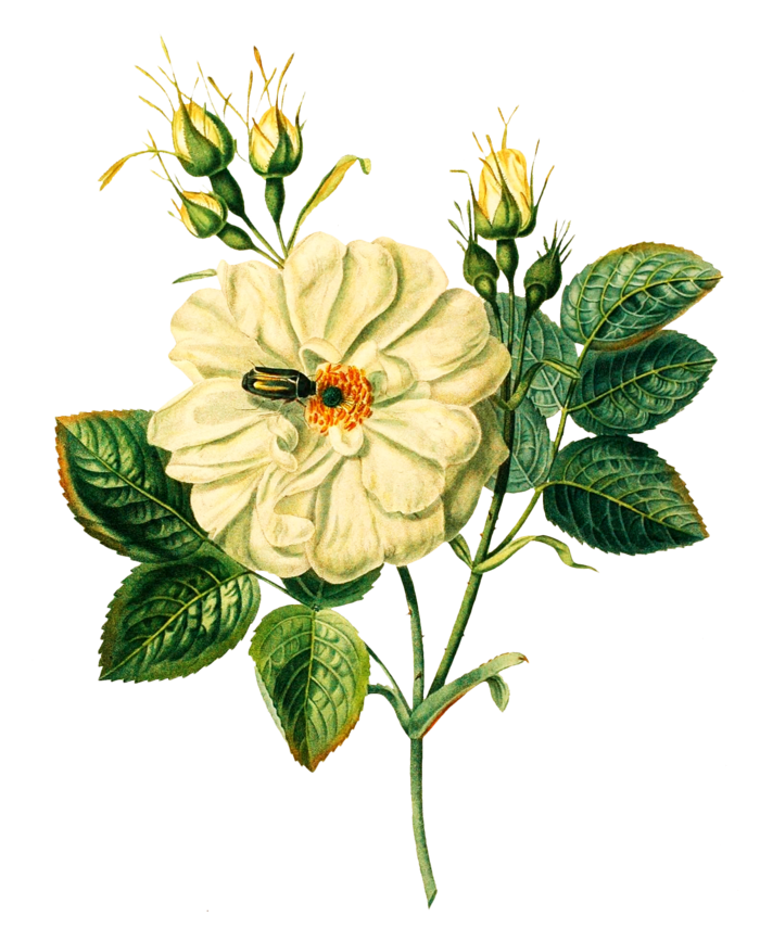 复古手绘植物花卉插画 免抠