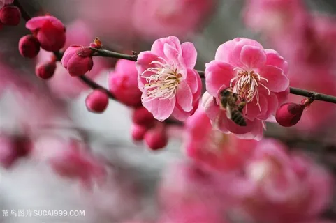 高清唯美梅花蜜蜂鲜花图片