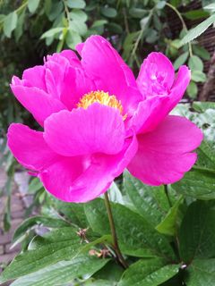 玫红色牡丹花图片