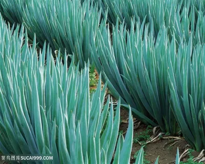 葱园菜园摄影图