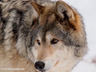 回头观望的狼图片