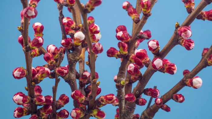 与慢慢开花的花的树枝