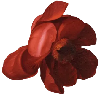 复古油画质感宫廷花卉植物花朵鲜花拼贴图案PNG免抠图片设计素材