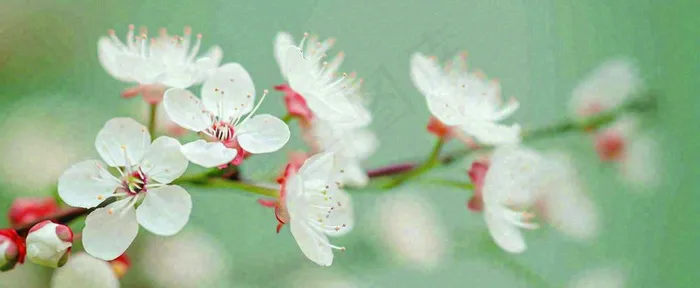 盛开的花朵立春，清新春天(1712x704)