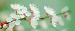 盛开的花朵立春，清新春天