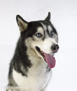 高清吐舌头的哈士奇狗狗图片