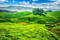 绿色清新的茶园