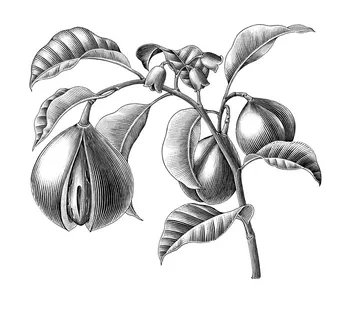 黑白立体树叶果实素描插画