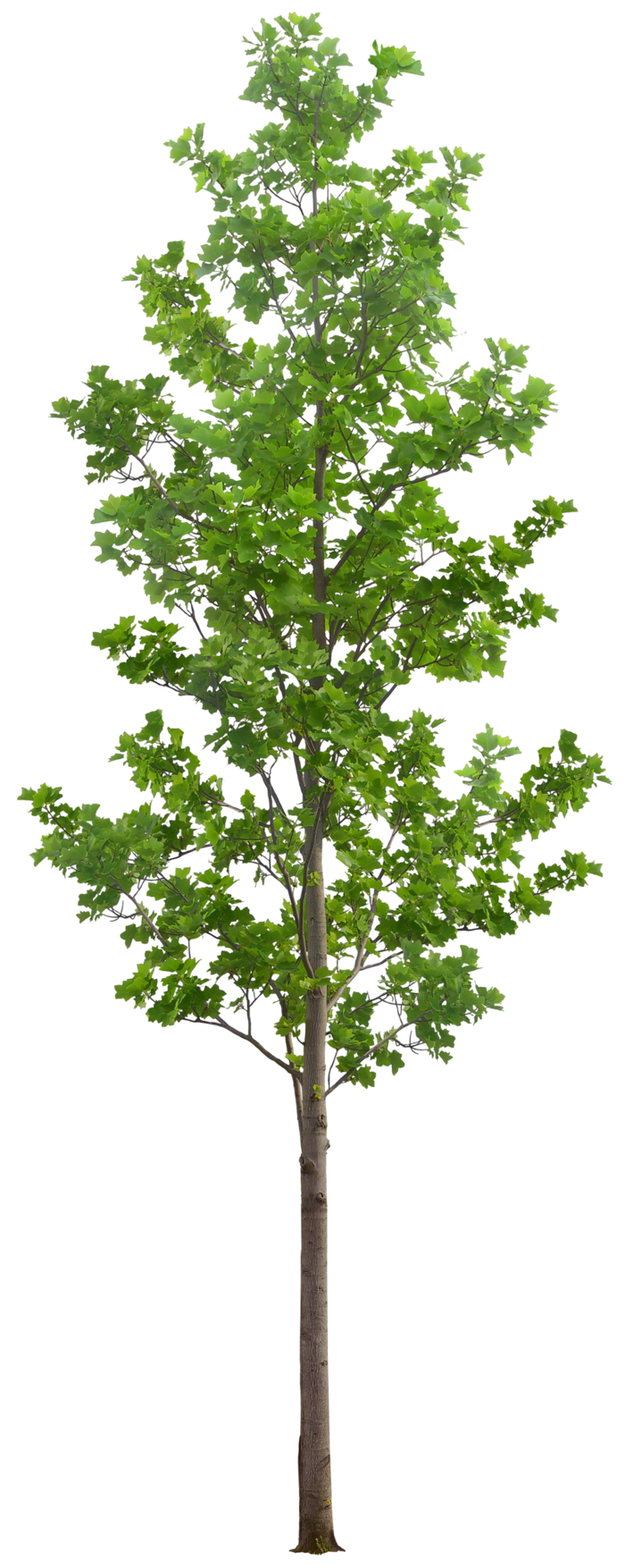 高清树木素材 免抠PSD植物素材 美术绘画园林贴图 树草灌木花草