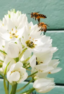 白花虎眼万年青图片 白花虎眼万年青图片