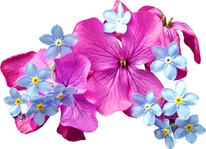 玫红花朵卡通简笔春季谷雨素材