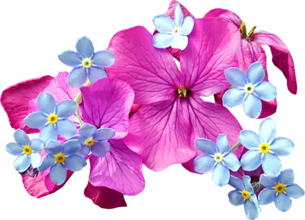 玫红花朵卡通简笔春季谷雨素材