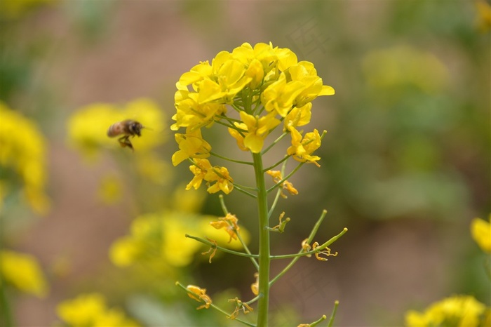 春天油菜花上蜜蜂