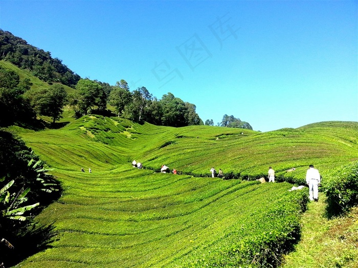 茶园里的采茶人田园风光