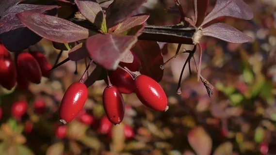 成熟野生浆果图片 成熟野生浆果图片