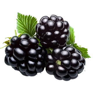 67黑莓 (3)水果超市商品白底图免抠实物摄影png格式图片透明底