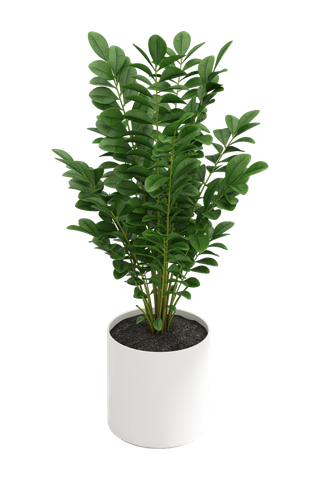 树木树枝树叶免扣素材