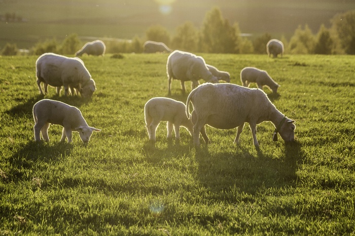 羊白羊牧场动物素材动物实拍