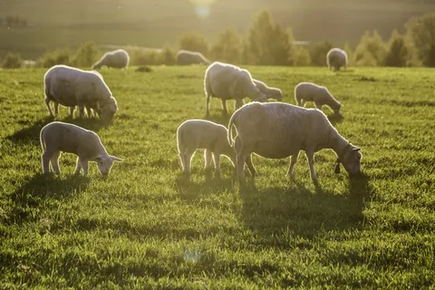 羊白羊牧场动物素材动物实拍