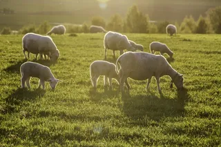 羊白羊牧场动物素材动物实拍