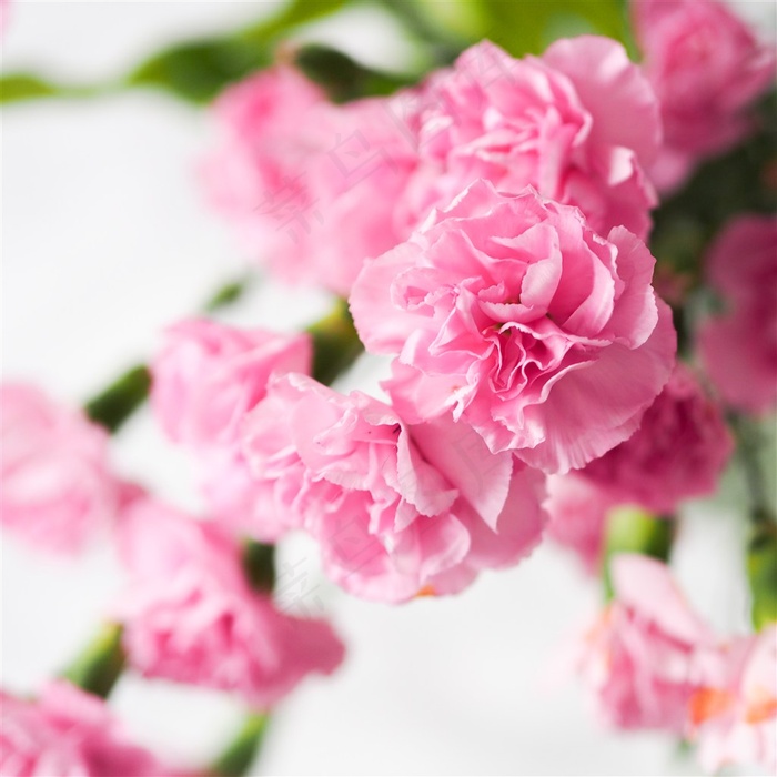 唯美粉色康乃馨图片