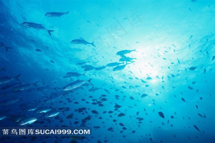 海洋生物深海鱼群高清素材美图