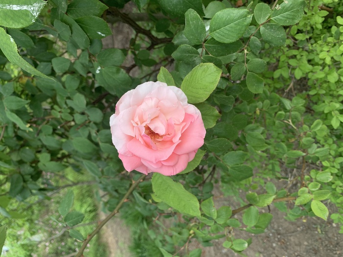 多种粉色月季