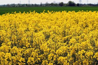 黄色油菜花地图片