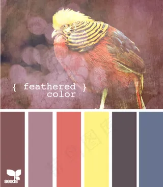 家禽鸟类配色色卡色彩搭配