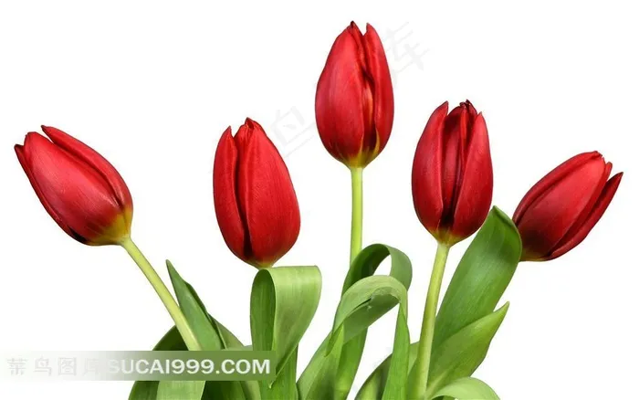 娇艳的红色郁金香鲜花图片