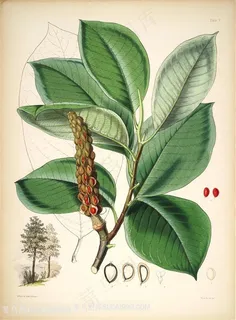 唯美绿叶果实水彩植物插画 唯美绿叶果实水彩植物插画