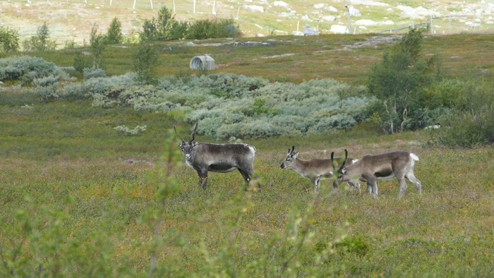 绿色山谷中的驯鹿