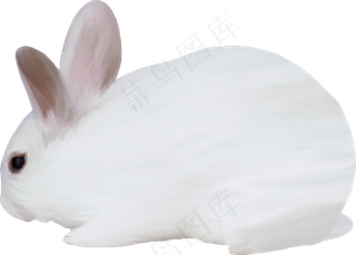 免抠小白兔