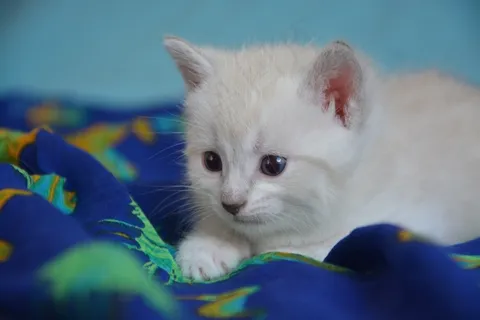 可爱白色小猫图片 可爱白色小猫图片