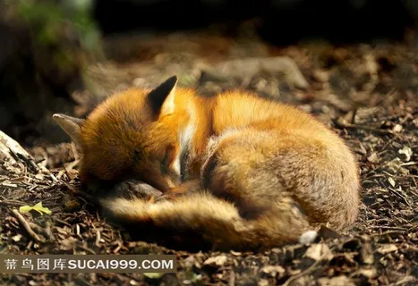 蜷缩的狐狸红狐赤狐草狐