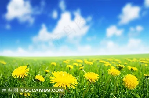 蓝天白云与蒲公英植物风光摄影高清图片