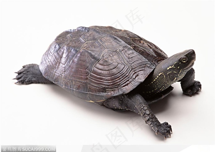 动物表情-伸头的褐色乌龟