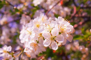 路, 树木, 樱花节, 春天, 植物, 