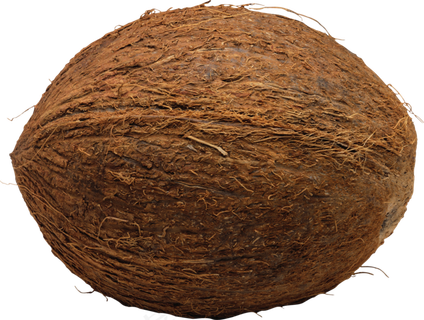 椰子免抠素材 (5)