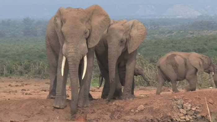 一群大象在池塘里