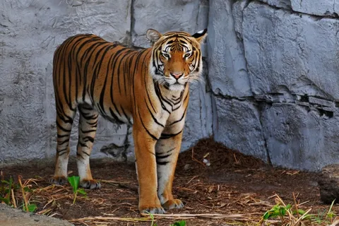 站在石壁角落的猛虎图片