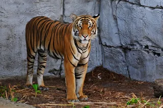 站在石壁角落的猛虎图片