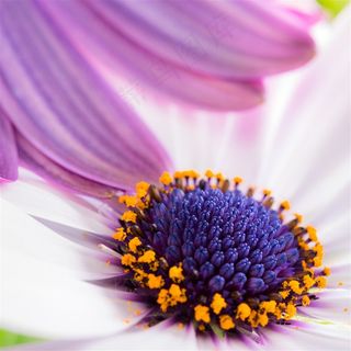 紫色花蕊特写高清图片 紫色花蕊特写高清图片