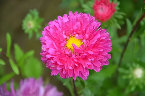 紫红色菊花图片 紫红色菊花图片